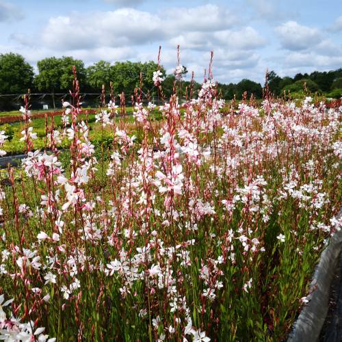 Gaura blanco de Lindheimer