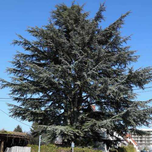 Cedro del Atlas