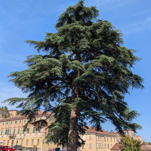 Cedro del Atlas
