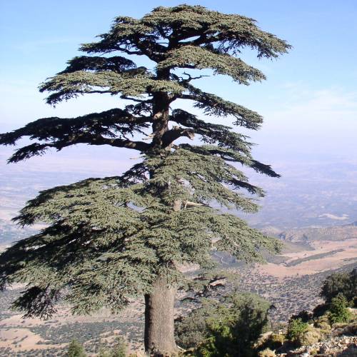 Cedro del Atlas