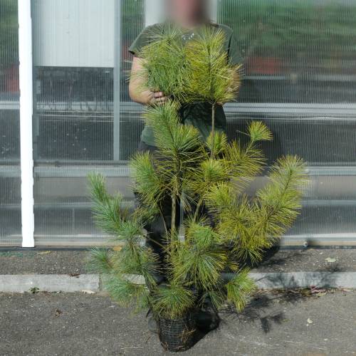 Pino llorn del Himalaya