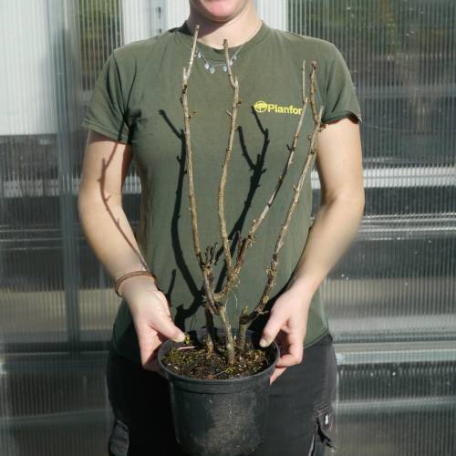 Cassis Caseille Josta