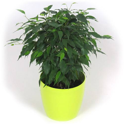 Ficus + Cubremaceta Verde Limón
