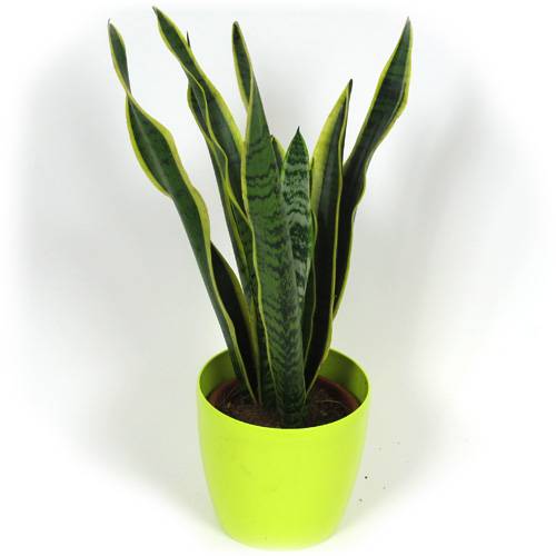 Sansevieria + Cubremaceta Verde Limn