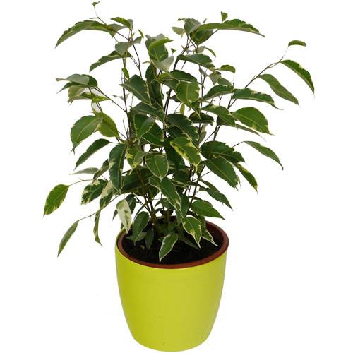 Ficus Golden King + Cubremaceta Verde Limn