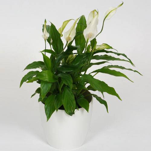 Spathiphyllum + Cubremaceta Blanca
