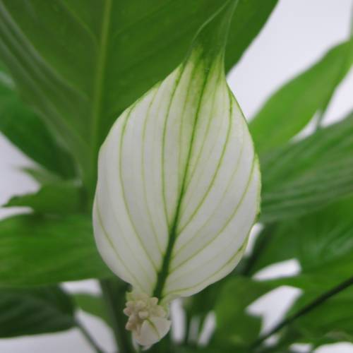 Spathiphyllum + Cubremaceta Blanca