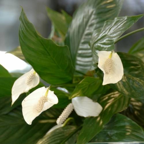 Planta de interior Spathiphyllum + Maceta Blanca