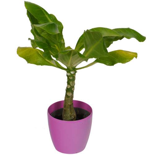 Brighamia Palmera Hawaiana + Cubremaceta Rosa