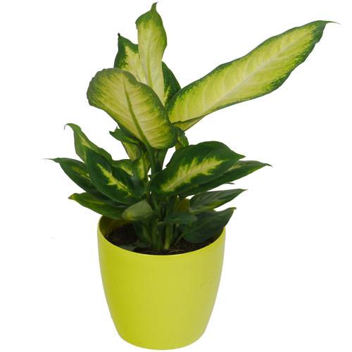 Dieffenbachia 'Camilla' + Cubremaceta Verde Limn