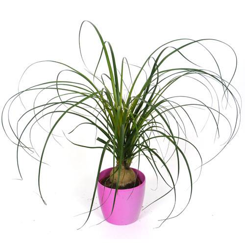 Beaucarnea + Cubremaceta Rosa