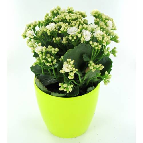 Kalanchoe blanco + Cubremaceta Verde Lim�n