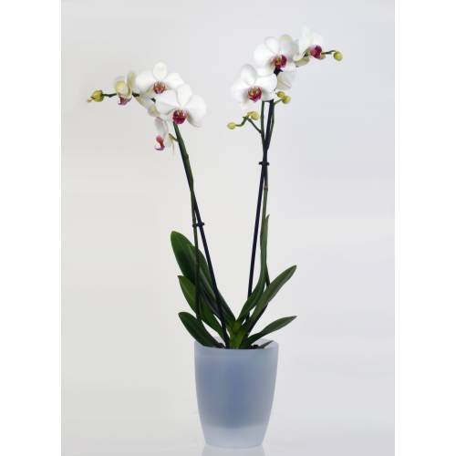 Orquídea Blanca + Cubremaceta Transparente