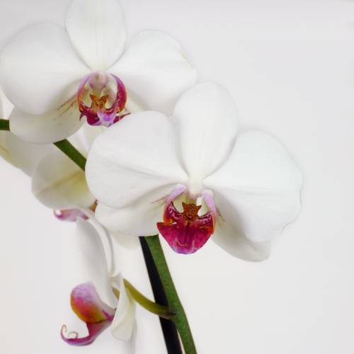 Orquídea Blanca + Cubremaceta Transparente