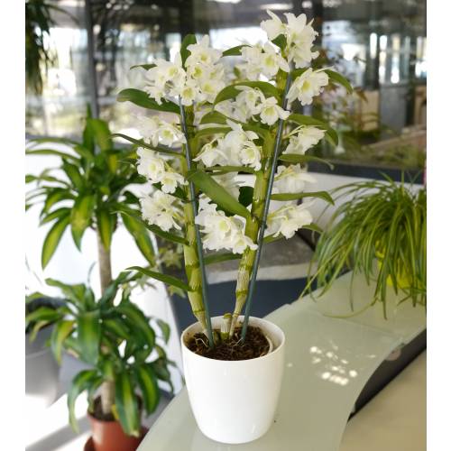 Dendrobium Blanca + Cubremaceta Blanca
