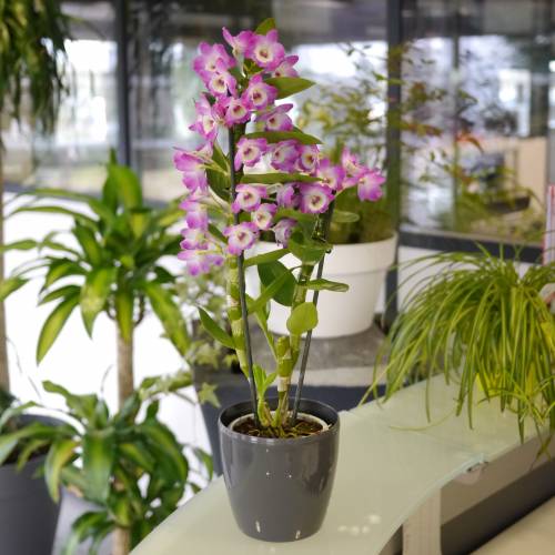 Dendrobium Malva + Cubremaceta Antracita