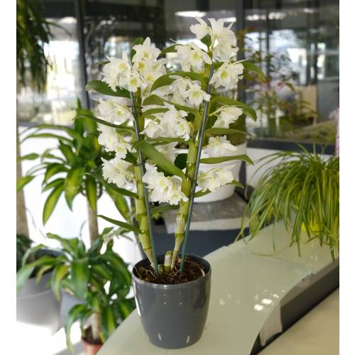 Dendrobium Blanca + Cubremaceta Antracita