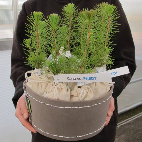 Pino como regalo de empresa