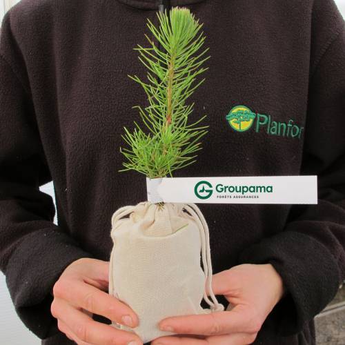 Pino como regalo de empresa