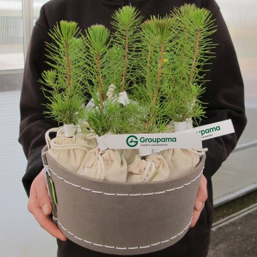 Pino como regalo de empresa