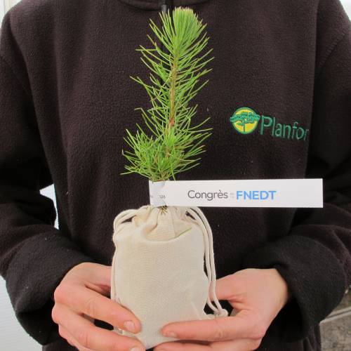 Arbol como regalo de empresa