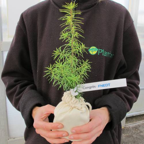 Arbol como regalo de empresa