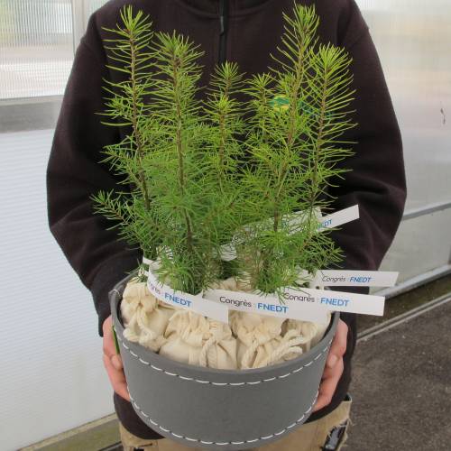 Arbol como regalo de empresa