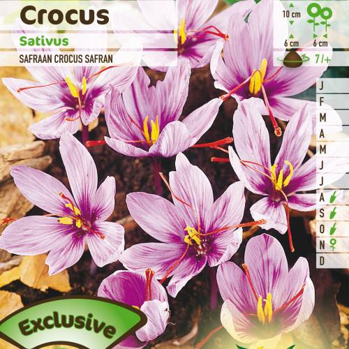 Crocos Azafrn - Crocus Sativa