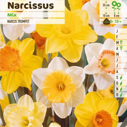 Narciso trompeta en mezcla