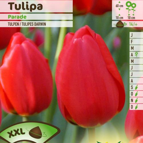 Tulipn Darwin 'Parade'