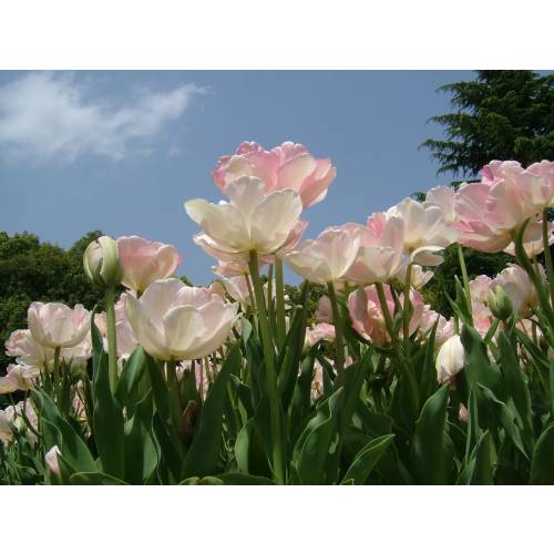 Tulip�n doble tard�o 'Finola'