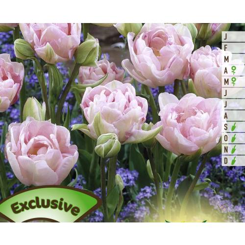 Tulip�n doble tard�o 'Finola'