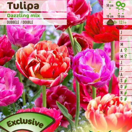 Tulipn doble tardo en mezcla