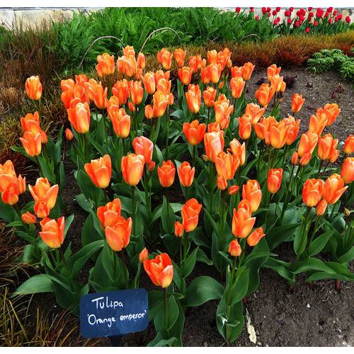 Tulipn fosteriana 'Orange Emperor'