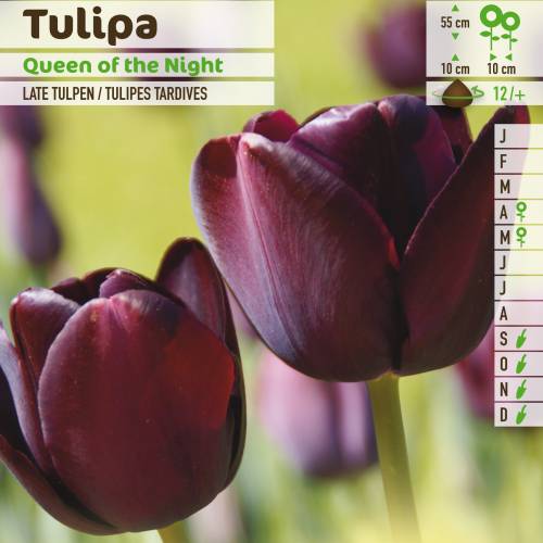 Tulipn tardo 'Queen of the Night'