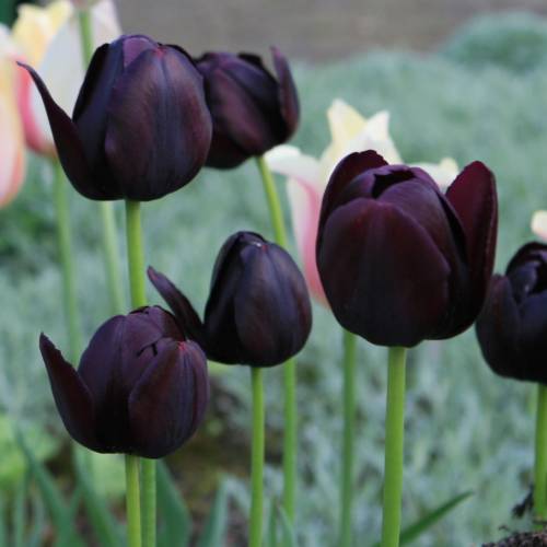 Tulipn tardo 'Queen of the Night'