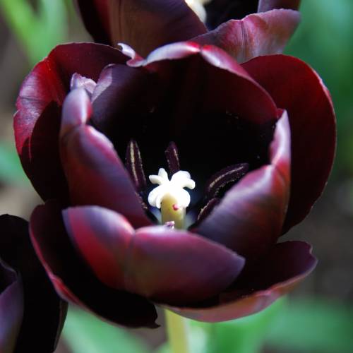 Tulipn tardo 'Queen of the Night'