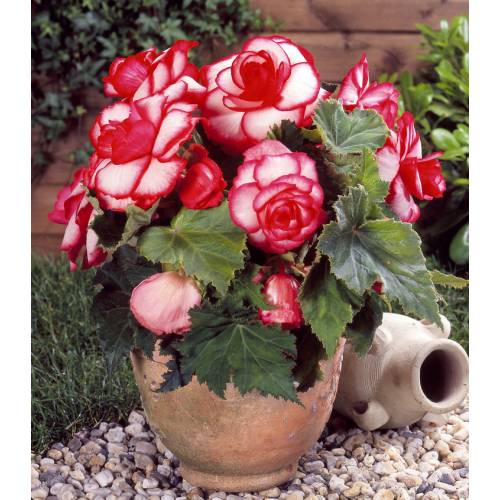 Begonia Doble 'Bouton de rose'