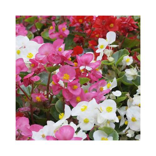 Bulbos Begonias precio barato - Final de temporada