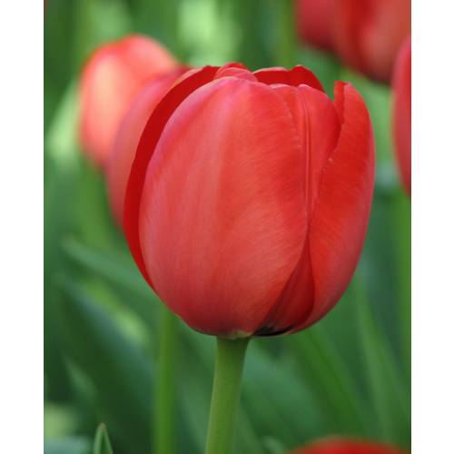 Tulipn Darwin 'Apeldoorn'