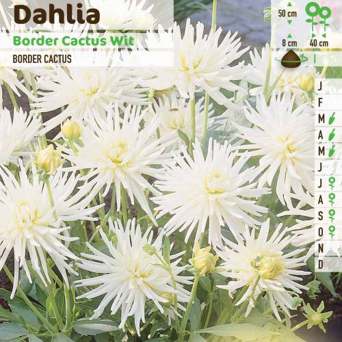 Dalia Enana Cactus blanca