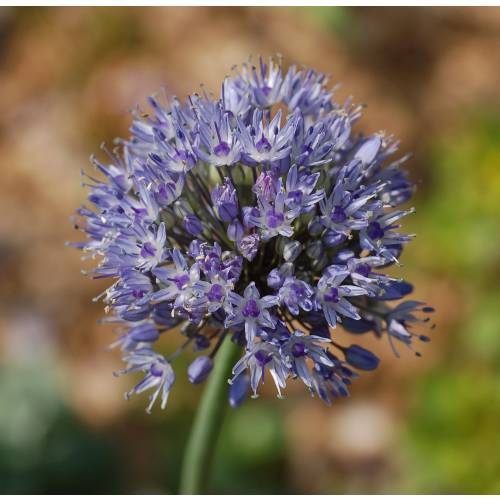Ajo decorativo azul - Allium Caeruleum Azureum