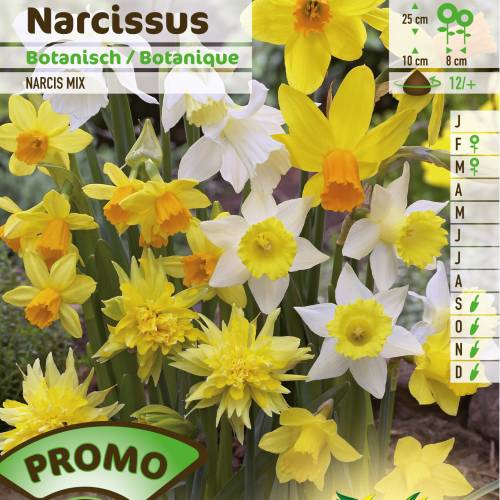 Narciso botnico en mezcla