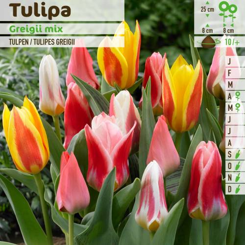 Tulipn en mezcla Greigii
