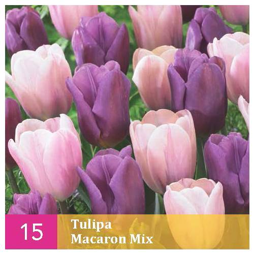 Tulipn en mezcla Macaron
