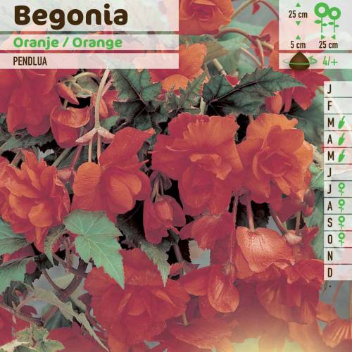 Begonia Colgante Naranja : venta Begonia Colgante /