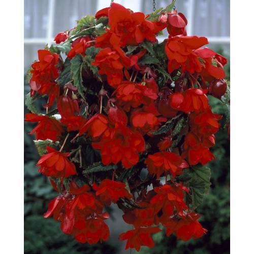 Begonia Colgante Rojo