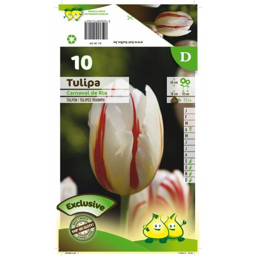 Tulipn triunfo 'Carnaval de Rio'