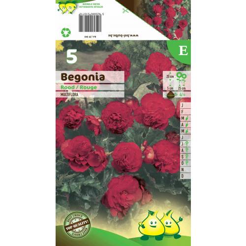 Begonia Multiflora Roja