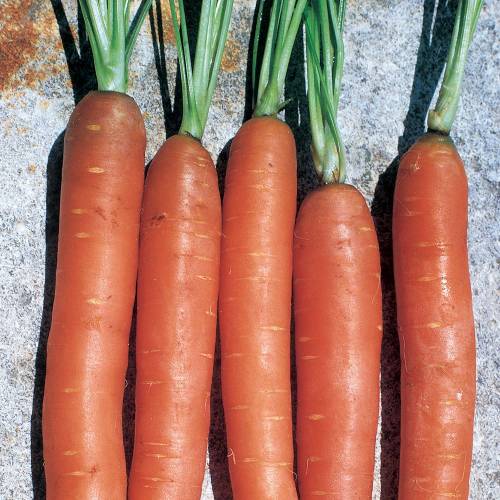 Zanahoria de Carentan